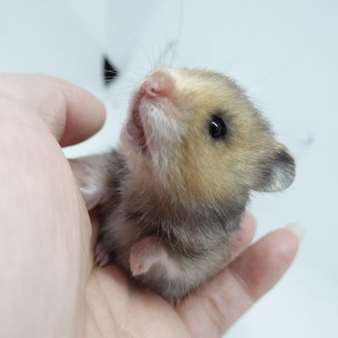 シリアンハムスター（ゴールデンアンブロウス)