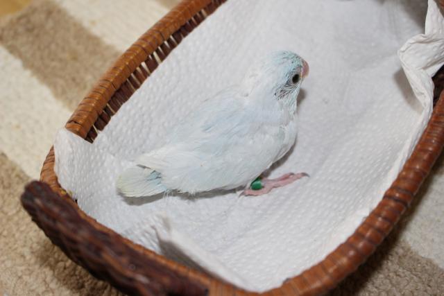 マメルリハインコ