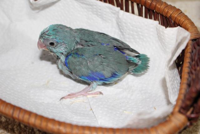 マメルリハインコ