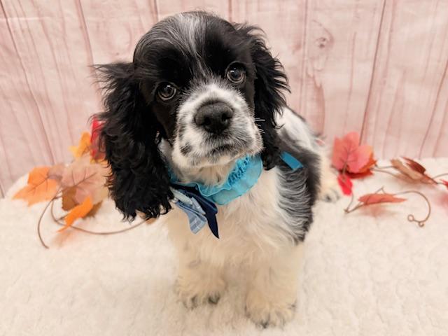 アメリカンコッカースパニエル