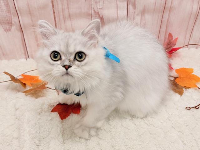 ペルシャ・ヒマラヤン