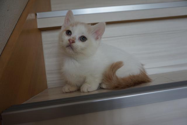 ミヌエット（旧ナポレオン）短足