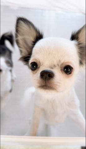 チワワ（ロングコート）