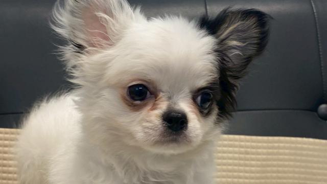 チワワ（ロングコート）