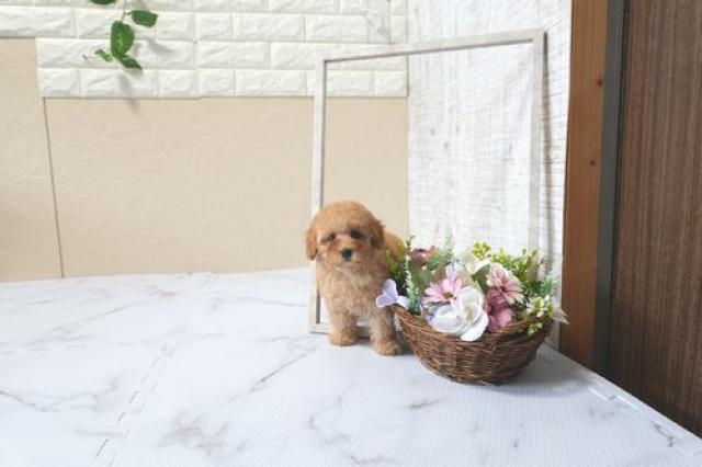 トイプードル5821