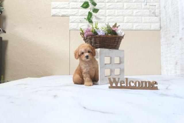 トイプードル5822