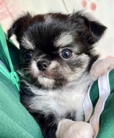 チワワ（ロングコート）