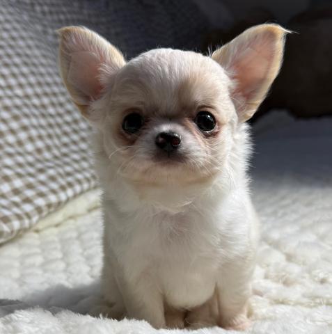 チワワ（ロングコート）