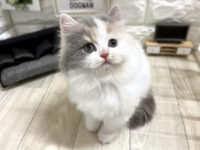 スコティッシュフォールド