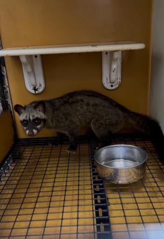 パームシベット　ヘテロリューシ