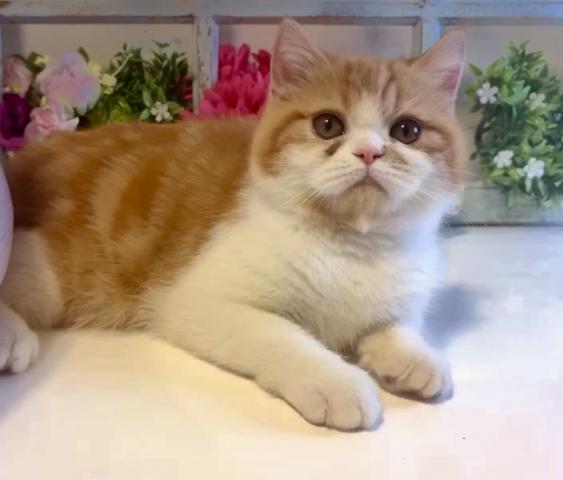 ❤️癒される子猫ちゃん❤️エキゾチックショートヘアー