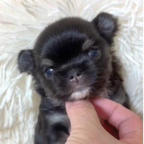 チワワ（ロングコート）