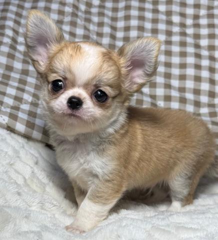 チワワ（ロングコート）