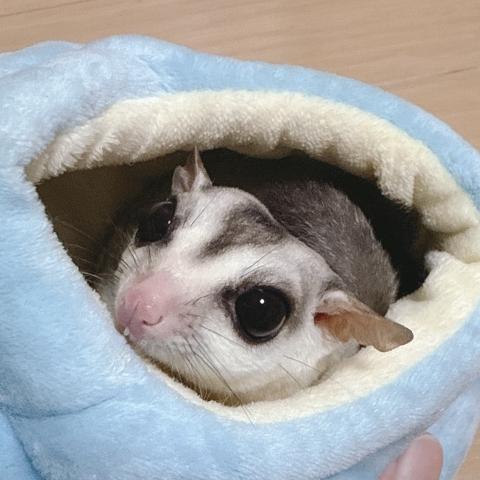 フクロモモンガホワイトフェイス去勢済男の子