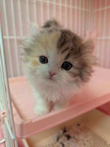 アメリカンカール