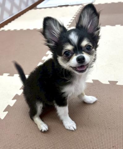 MIXポメラニアン×チワワmix