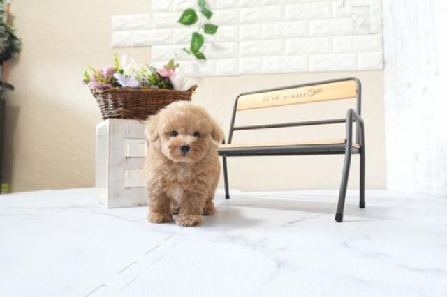 トイプードル5817