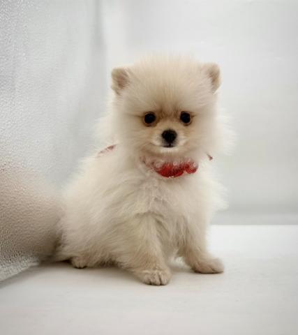 ポメラニアン