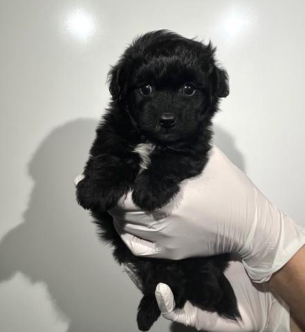 MIXポメラニアン×トイプードルmix