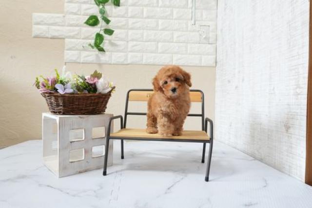 トイプードル5820