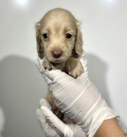 MIXMダックス×チワワmix