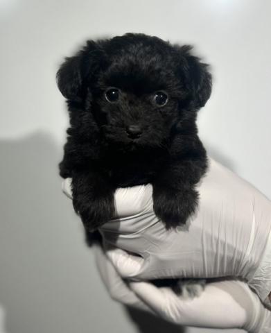 MIXチワワ×トイプードルmix