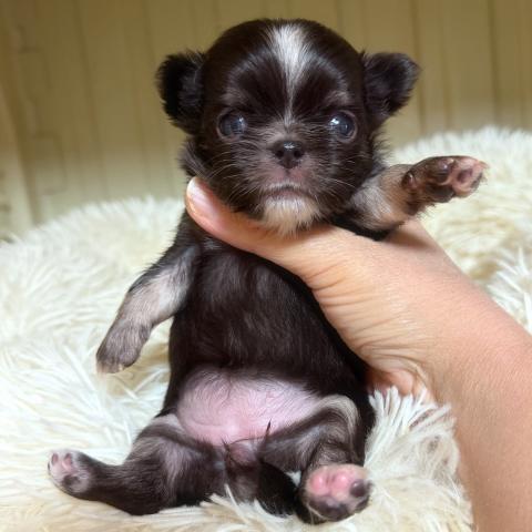 チワワ（ロングコート）