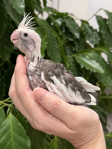 オカメインコ①