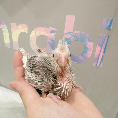 オカメインコ②