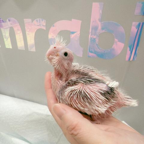 オカメインコ③