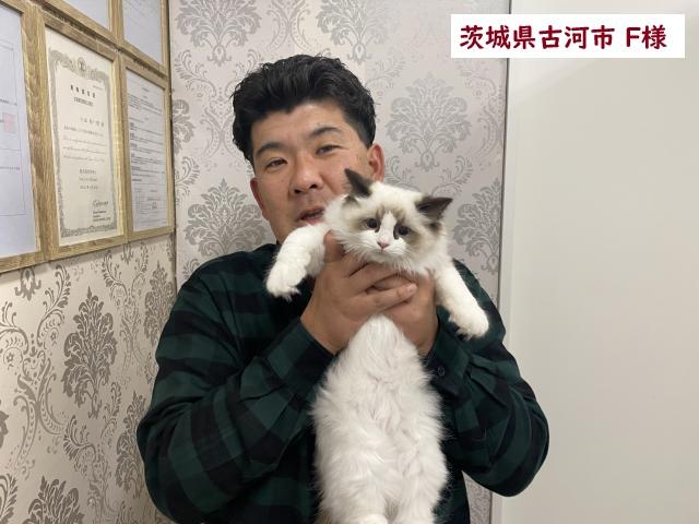 ラグドール CFA血統書💕最高級純血CFAのラグちゃんです！