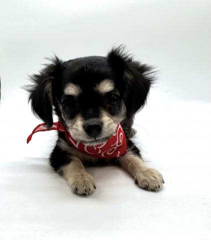 MIX　チワワ×ﾐﾆﾁｭｱﾀﾞｯｸｽﾌﾝﾄﾞ