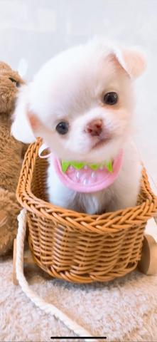 チワワ（ロングコート）