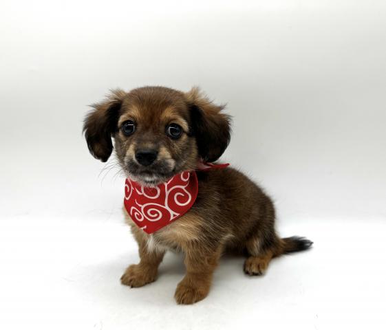 MIX　ミニチュアダックス×コーギー