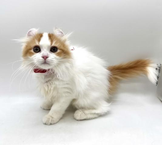 アメリカンカール