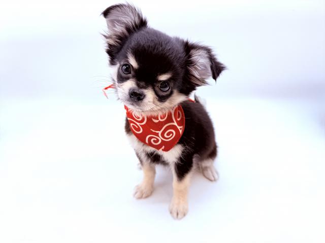 チワワ（ロングコート）