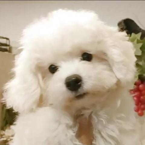 ビションフリーゼ