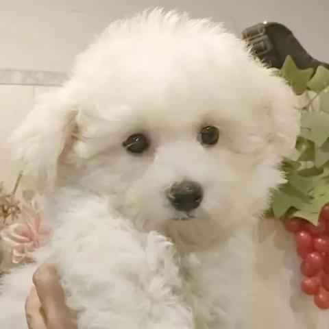 ビションフリーゼ