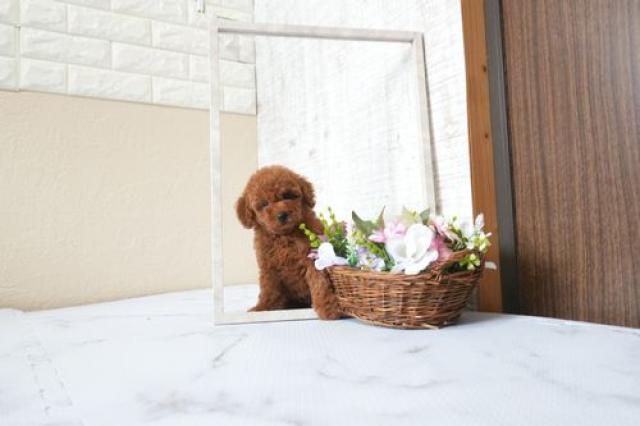 トイプードル5829