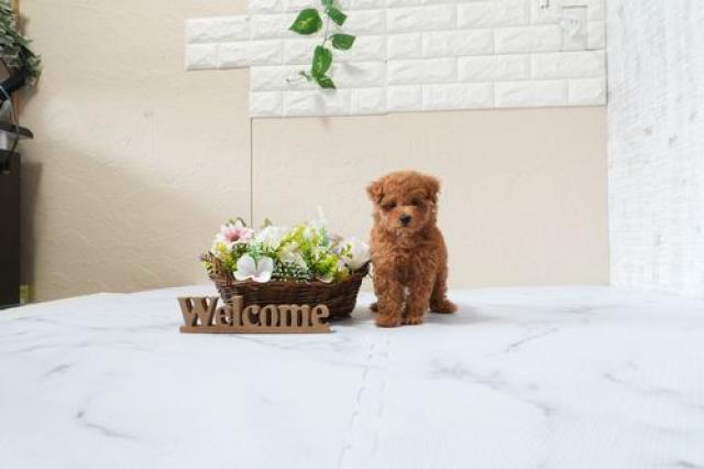 トイプードル5830