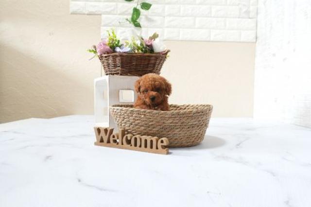 トイプードル5831