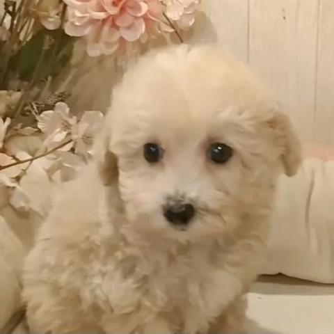 ビションプー(ビションフリーゼ×トイプードル)