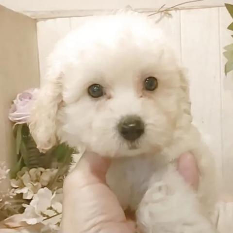 ビションプー(ビションフリーゼ×トイプードル)