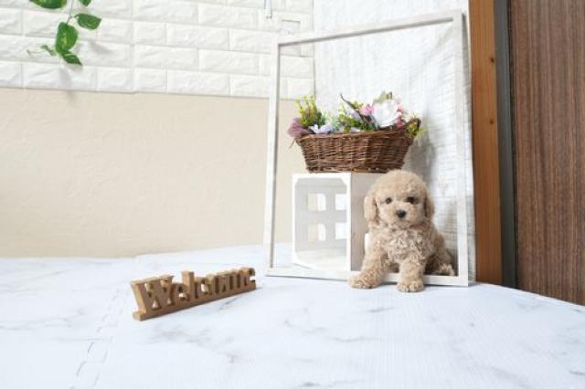 トイプードル5832