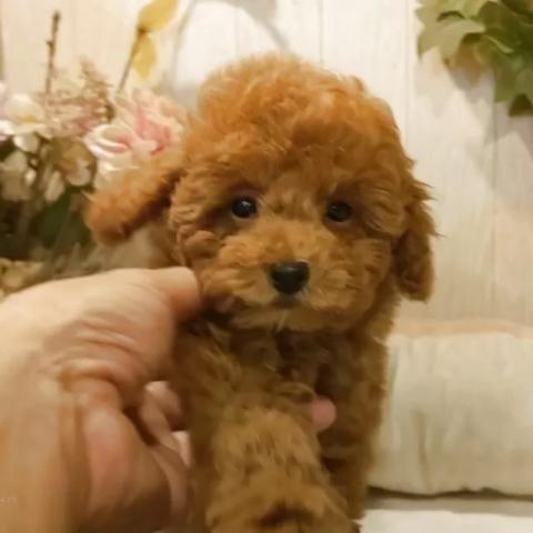 ティーカッププードル