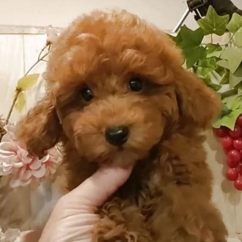 ティーカッププードル