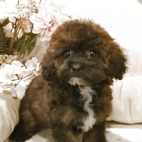 ティーカッププードル