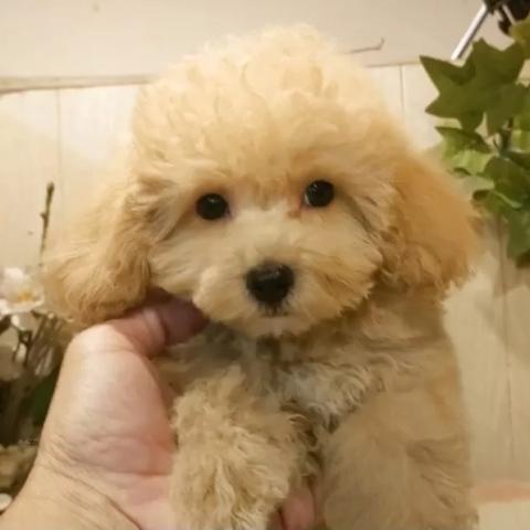 ティーカッププードル