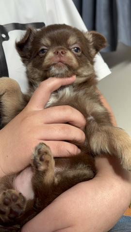 チワワ（ロングコート）