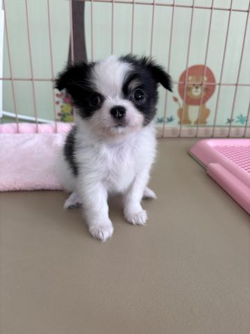 チワワ（ロングコート）